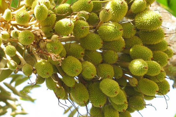 giai đoạn nuôi trái